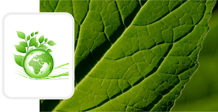 Magniflex North America