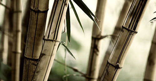 Bamboo