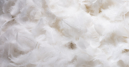 Feathers