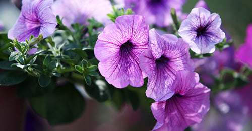 Mauve